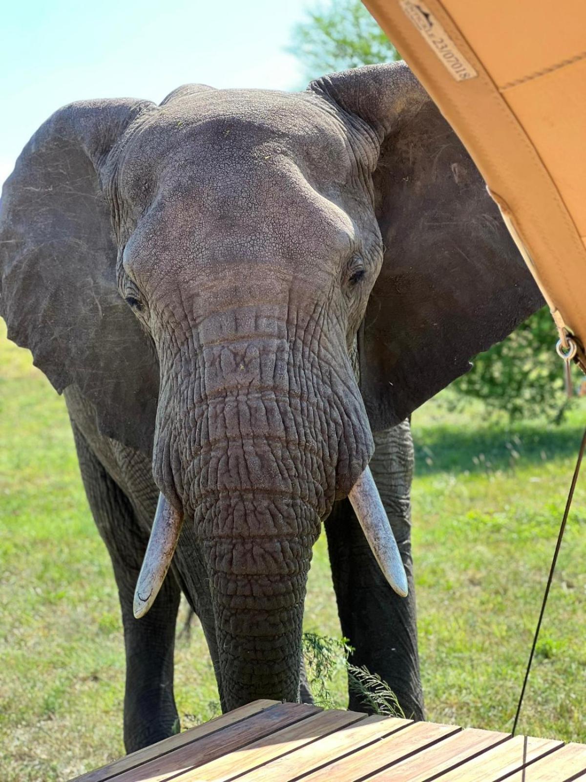 Anantya Serengeti Esterno foto